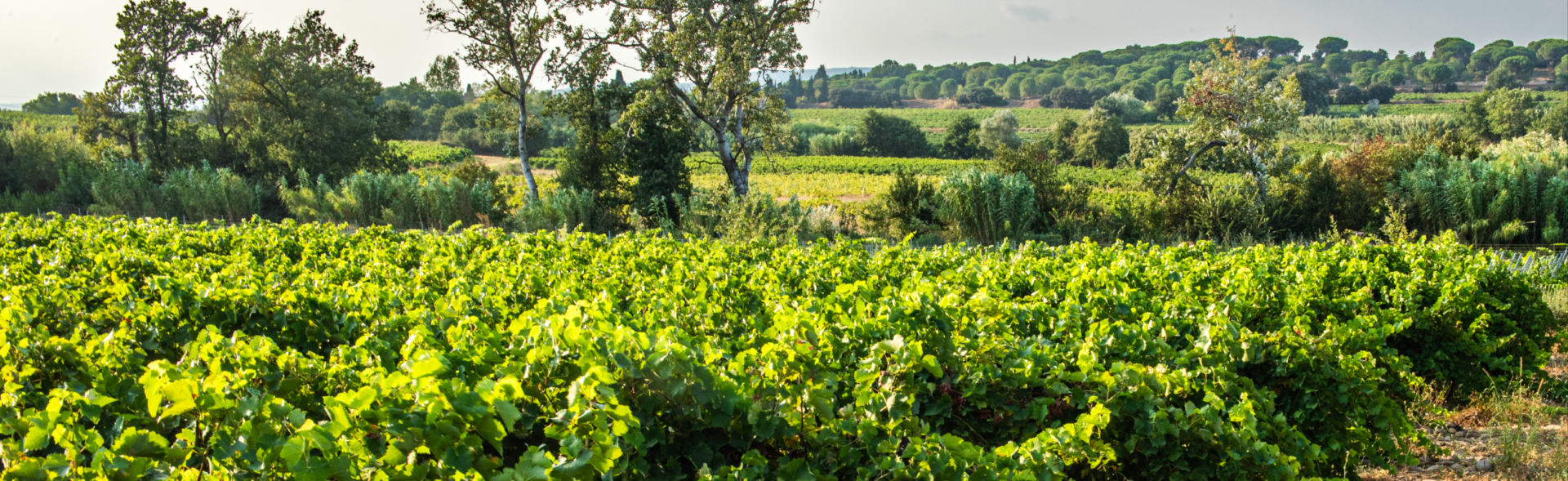 LIRAC, l’élégance d’un terroir en devenir, une histoire de passionnés.